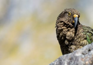 Kea, Fiordland