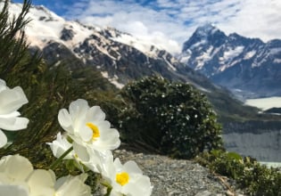 Mount cook lily
