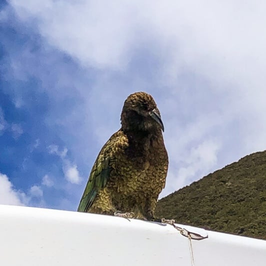 Kea at Monkey Creek, Fiordland New Zealand