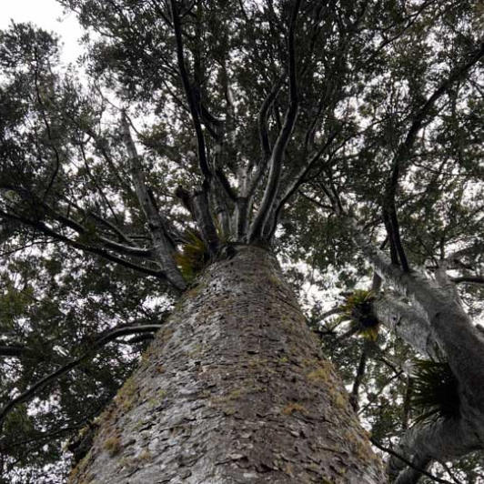 Kauri Tree New Zealand