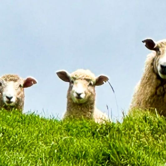 Sheep Matahuru Valley2