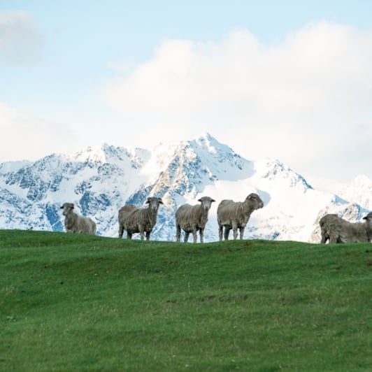 Lake Ohau sheep