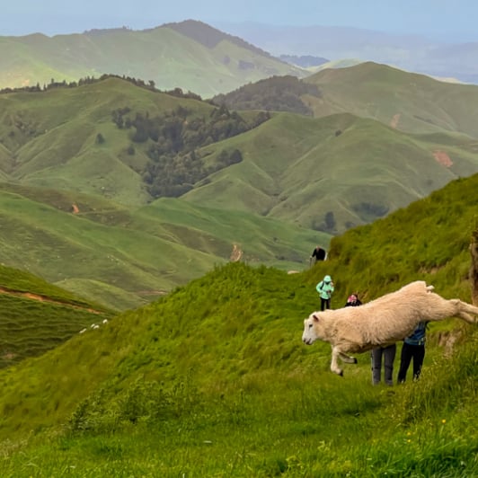 1. Jumping sheep in Matahuru Valley