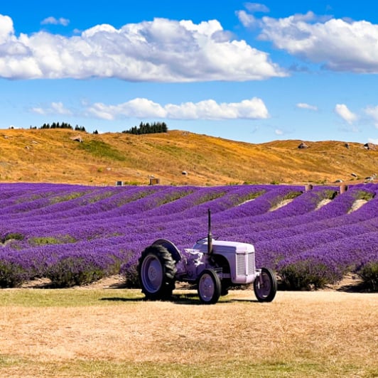 1. Lavender fields