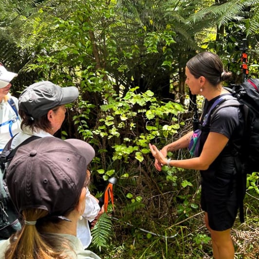 Guided tour Waiomu Kauri Grove 280125