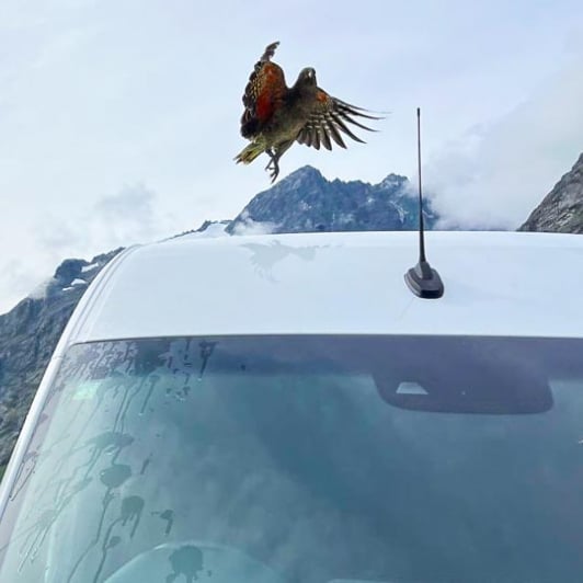 Fiordland Kea bird 25FEB25