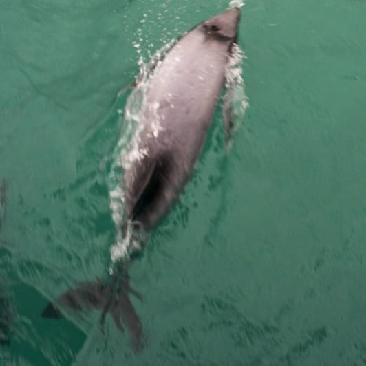 Dolphin at Kaikoura, New Zealand