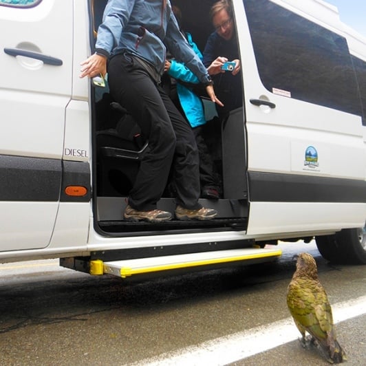 This cheeky kea is hassling our guests at Fiordland National Park