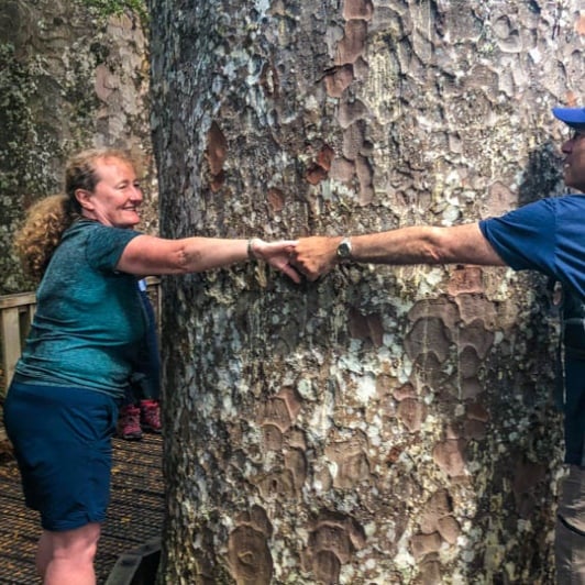 Hugging tree at Waiomu Kauri Grove