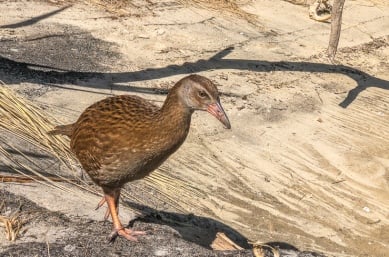 Weka Bird at Abel Tasman National Park, New Zealand
