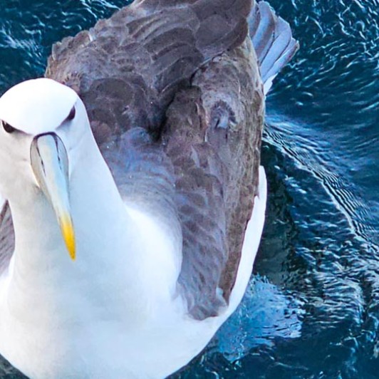 albatross in stewart island GW10FEB26