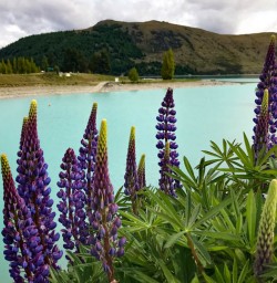 Beautiful Lupins at Lake Tekapo