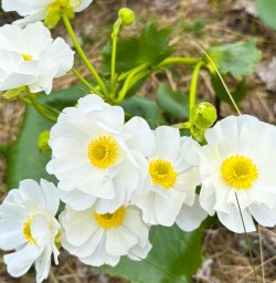 beautiful spring flowers Mt Cook National Park PS27OCT26