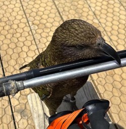 cheeky Kea kepler track GW18NOV25