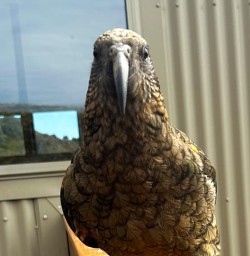cheeky kea Kepler Track Luxmore Hut GW03MAR26
