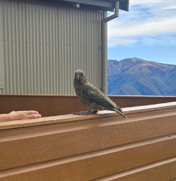 cheeky kea kepler track GW24FEB26