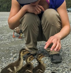 Chicks at St Arnaud, Nelson Lakes National Park, Tasman New Zealand