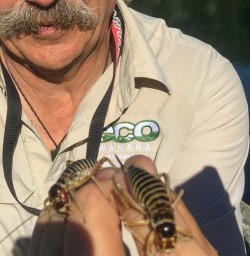 Chris showing his grubs at Mou Waho Island, Lake Wanaka New Zealand