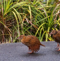 Couple of Wekas in New Zealand