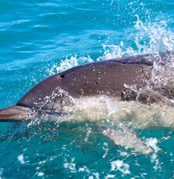 dolphin close up in kaikoura GE08DEC25