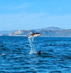 dolphin in Kaikoura MP03NOV25