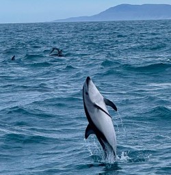 dolphin in kaikoura GE24NOV25