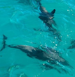 dolphin swim Kaikoura 03FEB25 2