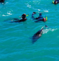 dolphin swim in kaikoura MP01DEC25