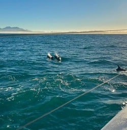 dolphin swim in kaikoura RM23MAR26