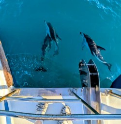 dolphins Kaikoura MP03NOV25