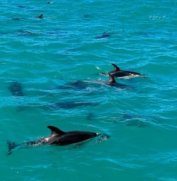 dolphins in Kaikoura GE03NOV25