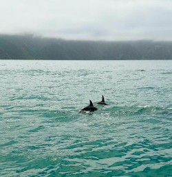 dolphins in Kaikoura GE26JAN26