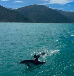 dolphins in Kaikoura KC02FEB26