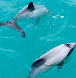 dolphins in Kaikoura KC24NOV25