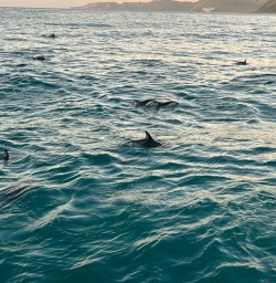 dolphins in Kaikoura RM09MAR26