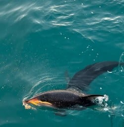 dolphins in Kaikoura RM23MAR26