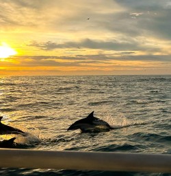 dolphins in kaikoura MP09FEB26