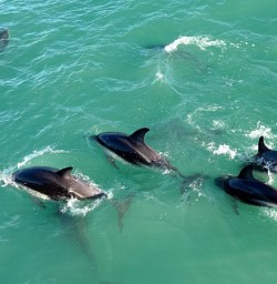 dolphins in kaikoura MP16FEb26