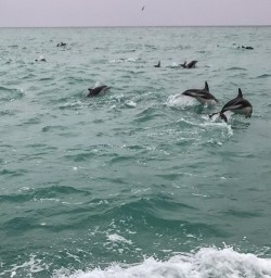 Dolphins at Kaikoura, New Zealand