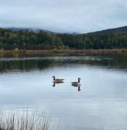 ducks on lake kelper track GW25OCT25