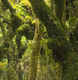 egmont national park forests GN23MAR26