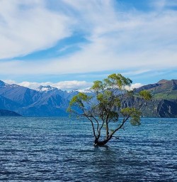 famous wanaka tree MP01DEC25