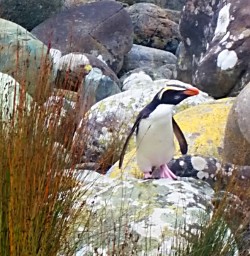 fiordland penguin 