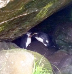 fiordland crested penguins