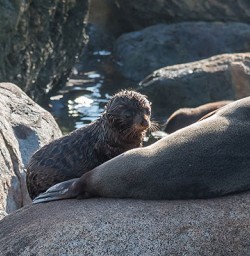 Fur seals martins bay new zealand luxury tours