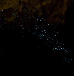 glowworms Waitomo cave SN18NOV25
