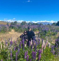 guests and lupines in mackenzie country MP22DEC25