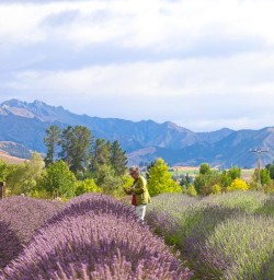guests at lavender farm PS16FEB26