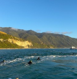 guests dolphin swim kaikoura RM26JAN26