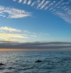 guests dolphins in Kaikoura RM23FEB26